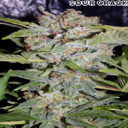 An image of Sour Crack