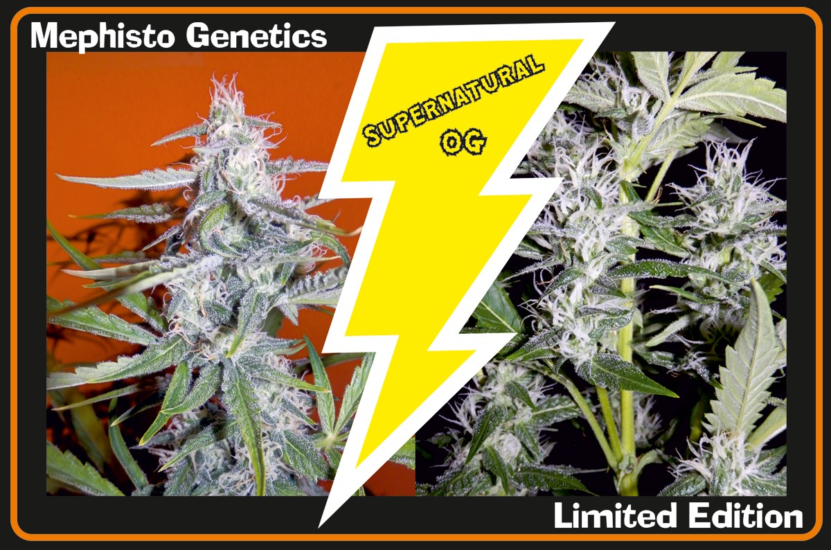 An image of Supernatural OG
