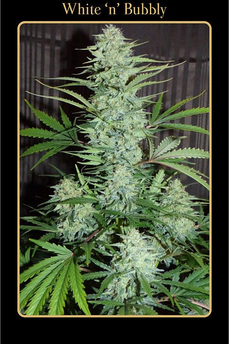 An image of White 'n' Bubbly