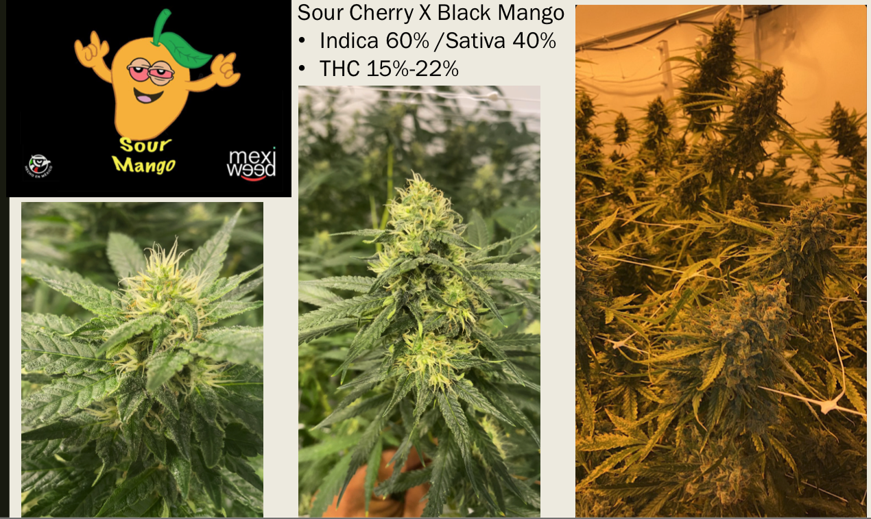An image of Sour Mango