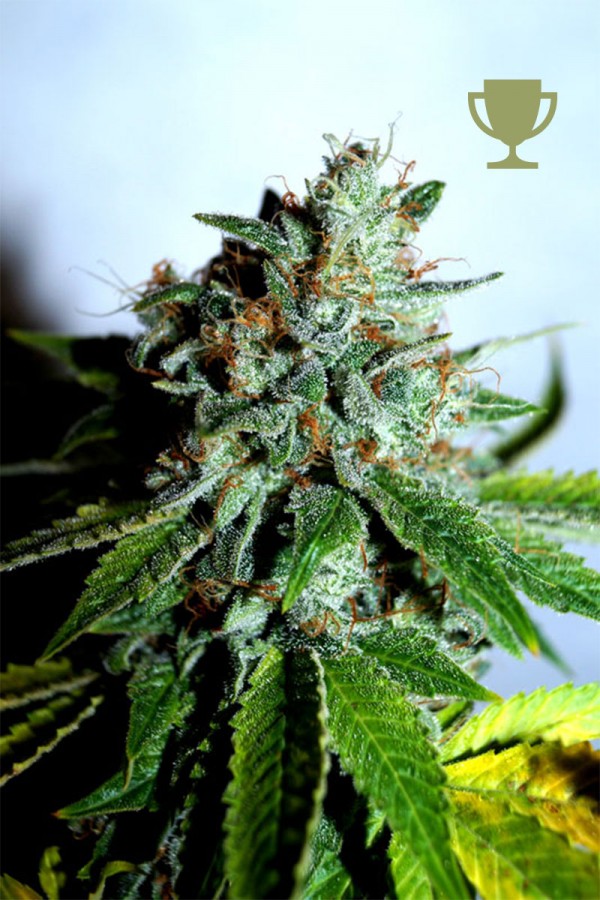 An image of White Cheese