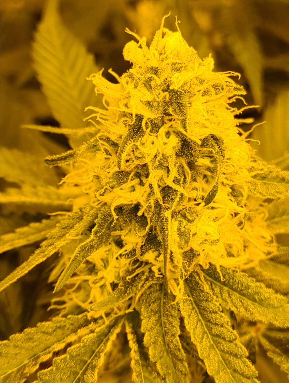 An image of GranDaddy Haze
