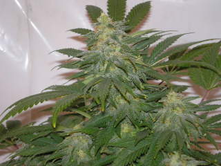 An image of California Orange