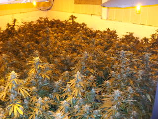 An image of Hash Plant