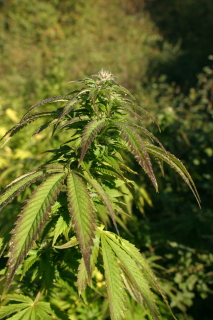 An image of Indica Diablo