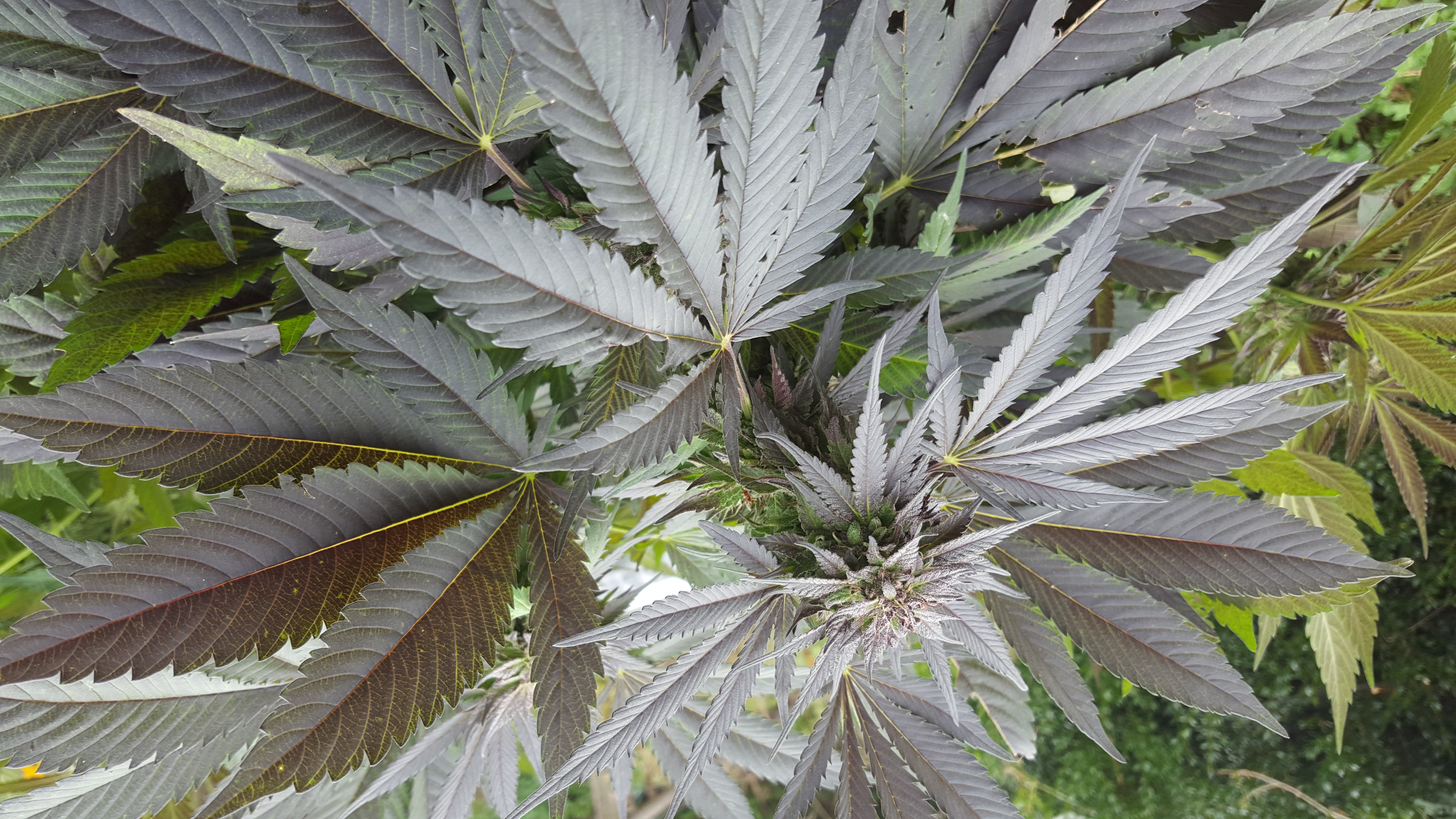 An image of Red Bubba