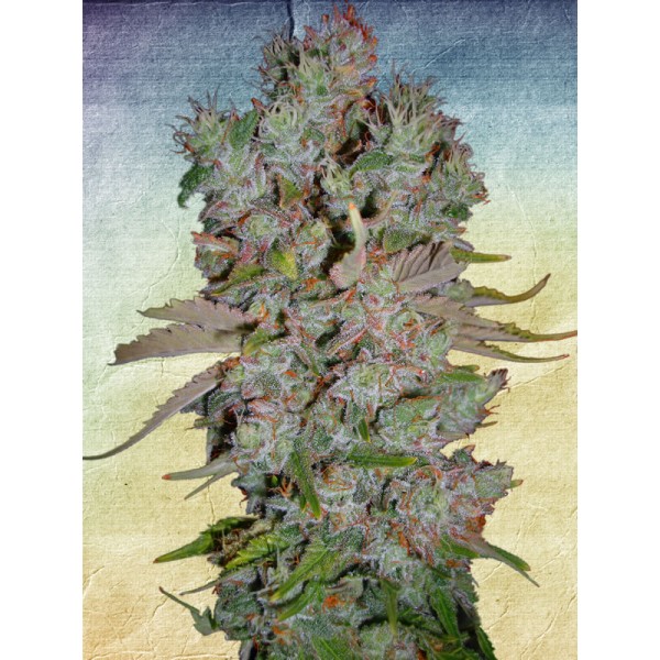 An image of Auto Blueberry Domina
