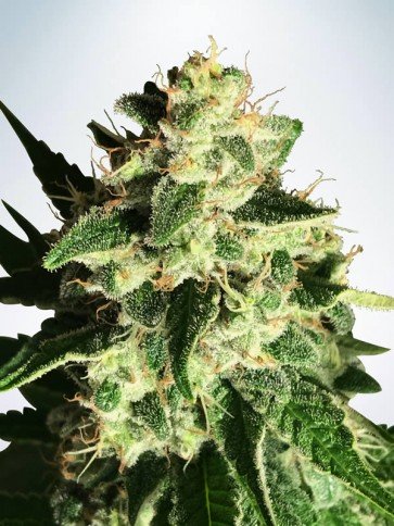 An image of Auto God's Glue