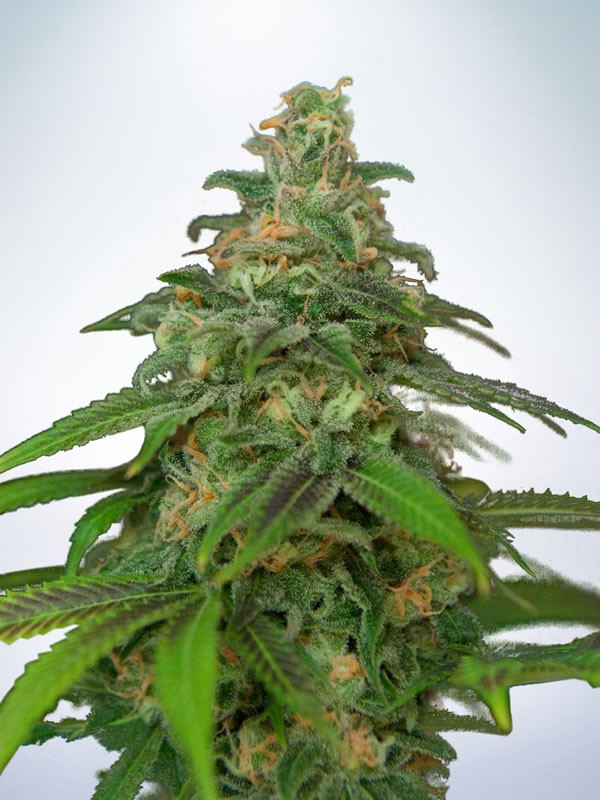 An image of Auto Mandarin Haze