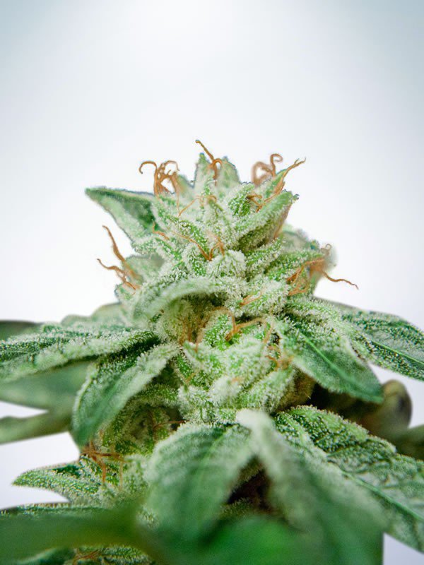 An image of CBD Star