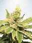 An image of Mamacita's Cookies