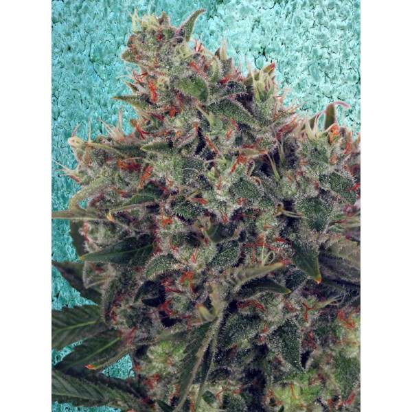 An image of Ultra White Amnesia
