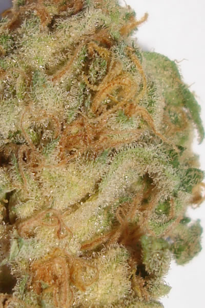 An image of White Widow