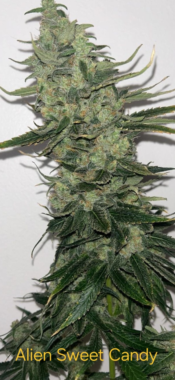 An image of Alien Sweet Candy
