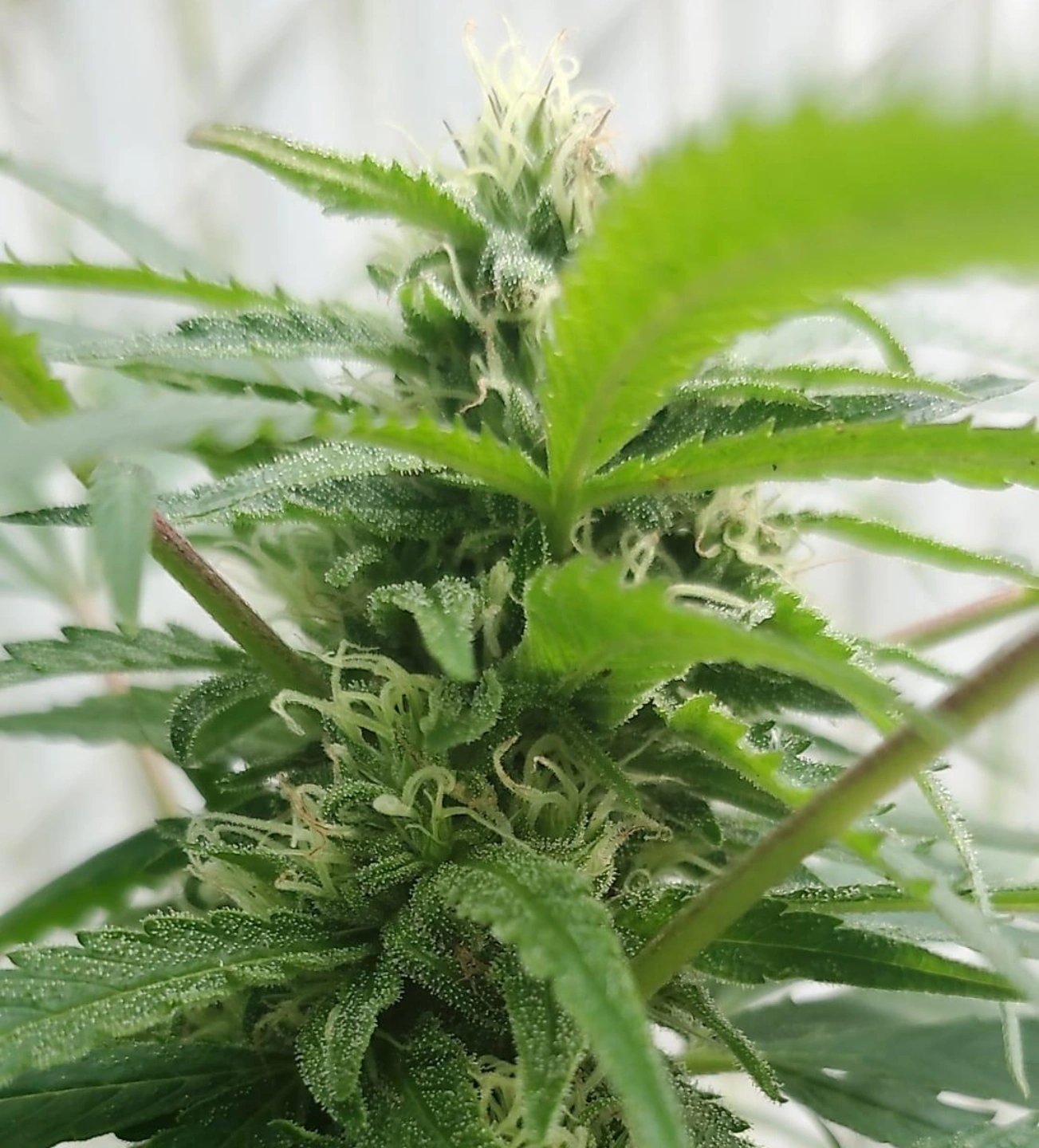 An image of Florida Triangle Kush BX