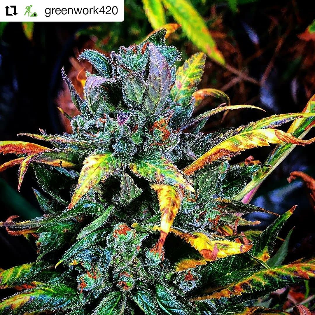 An image of Legends Ultimate Indica F4
