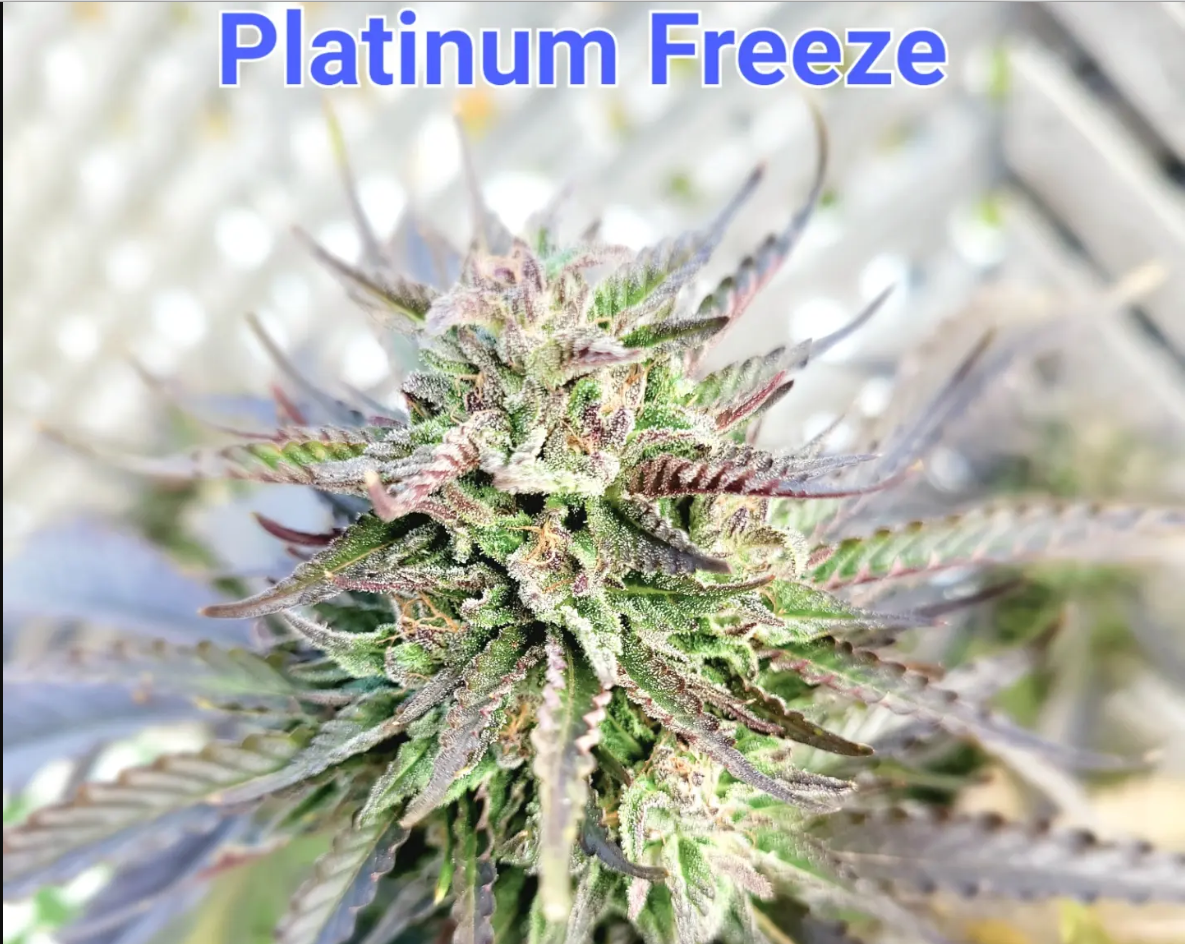 An image of Platinum Freeze