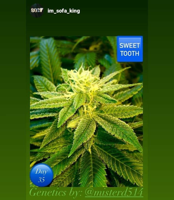 An image of Sweet Tooth #4 IBL