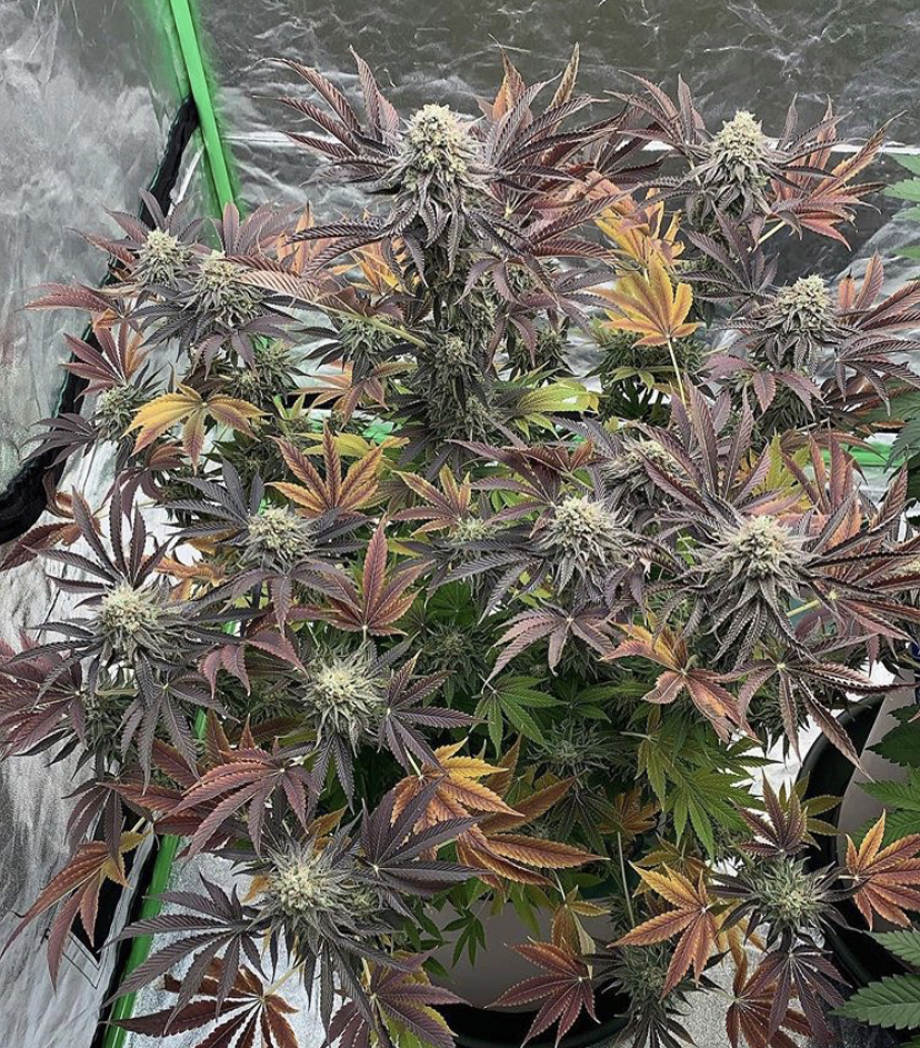 An image of Cranberry Zkittlez