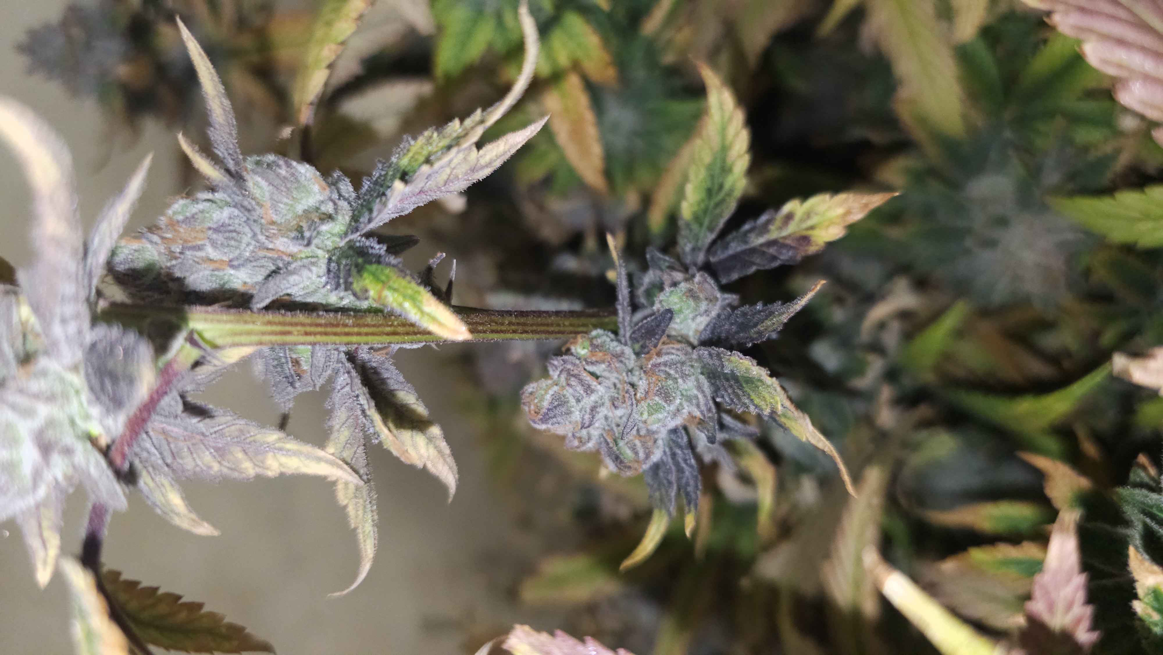 An image of Blueberry Clementine