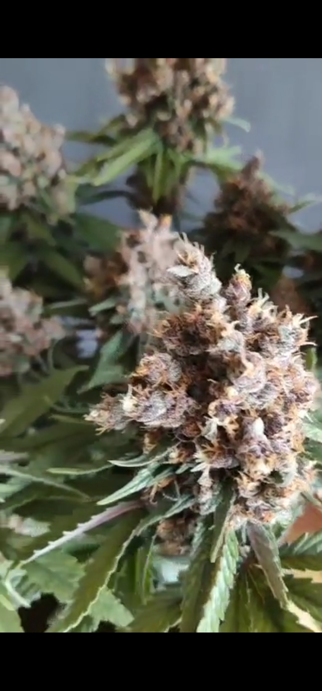 An image of Midwest Skunk