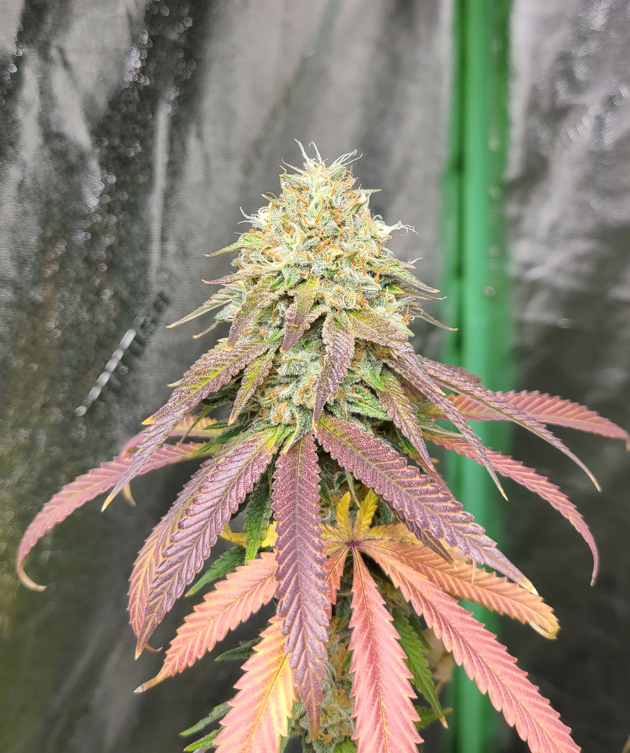 An image of Cake Frosting