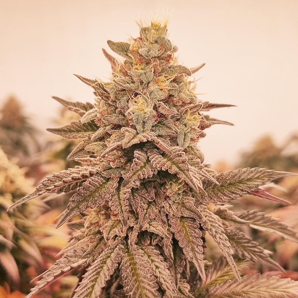 An image of Orangu Tangie