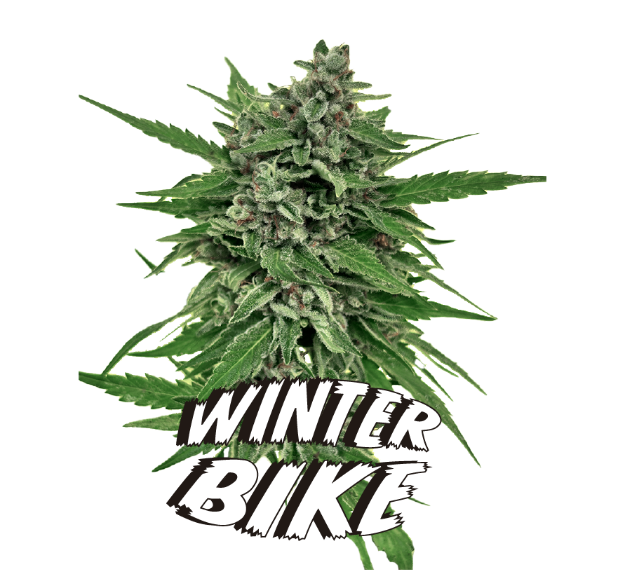 An image of Winter Bike