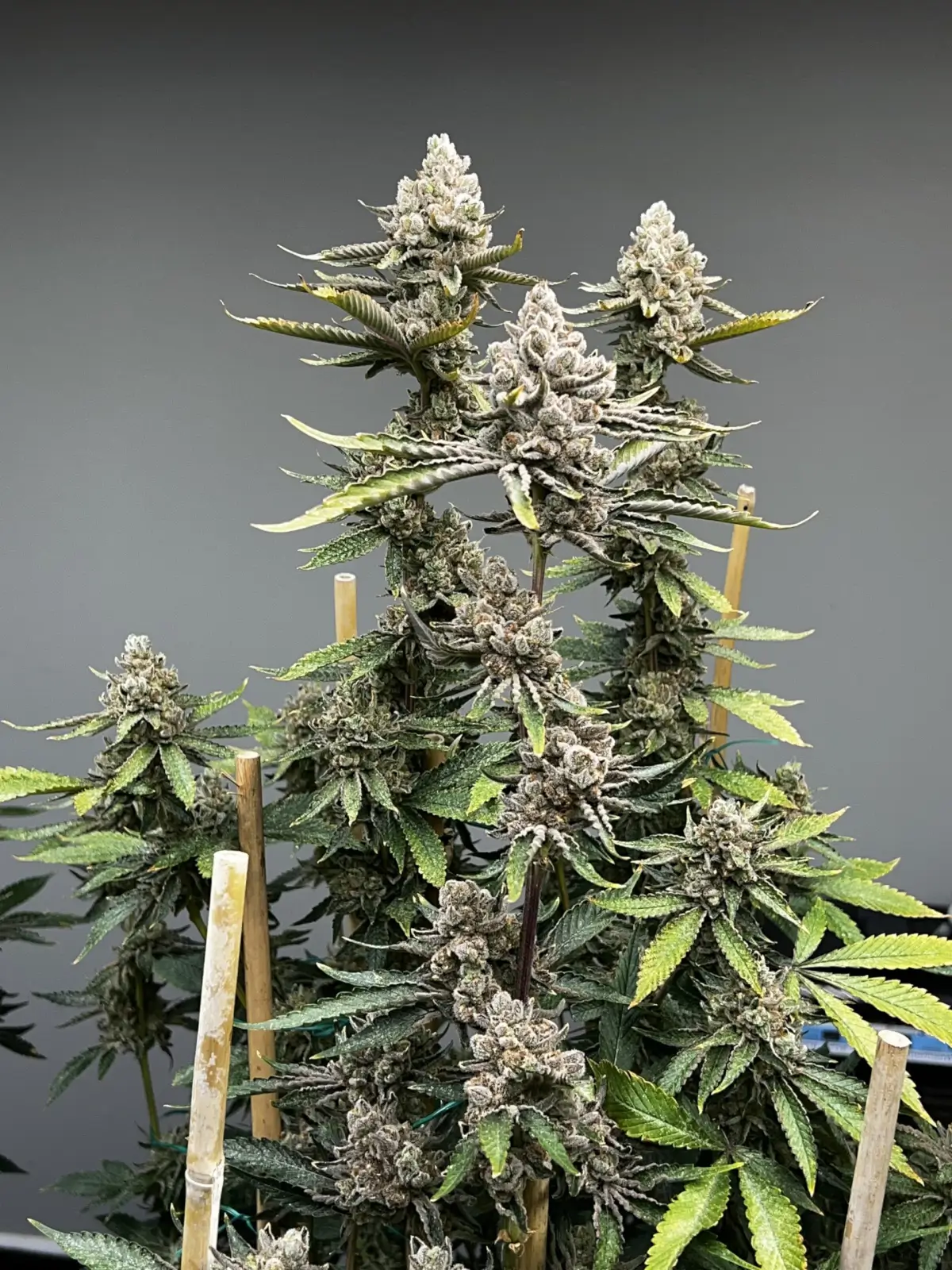 An image of  Bluemosa