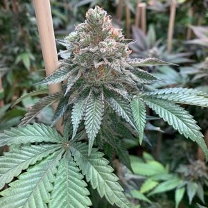 An image of Alien Blackout