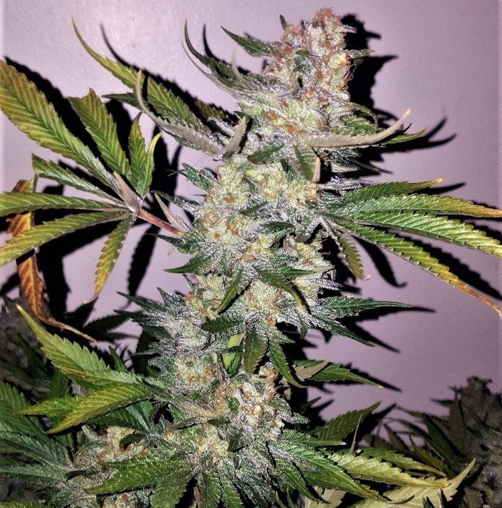 An image of Blueberry Smoothie