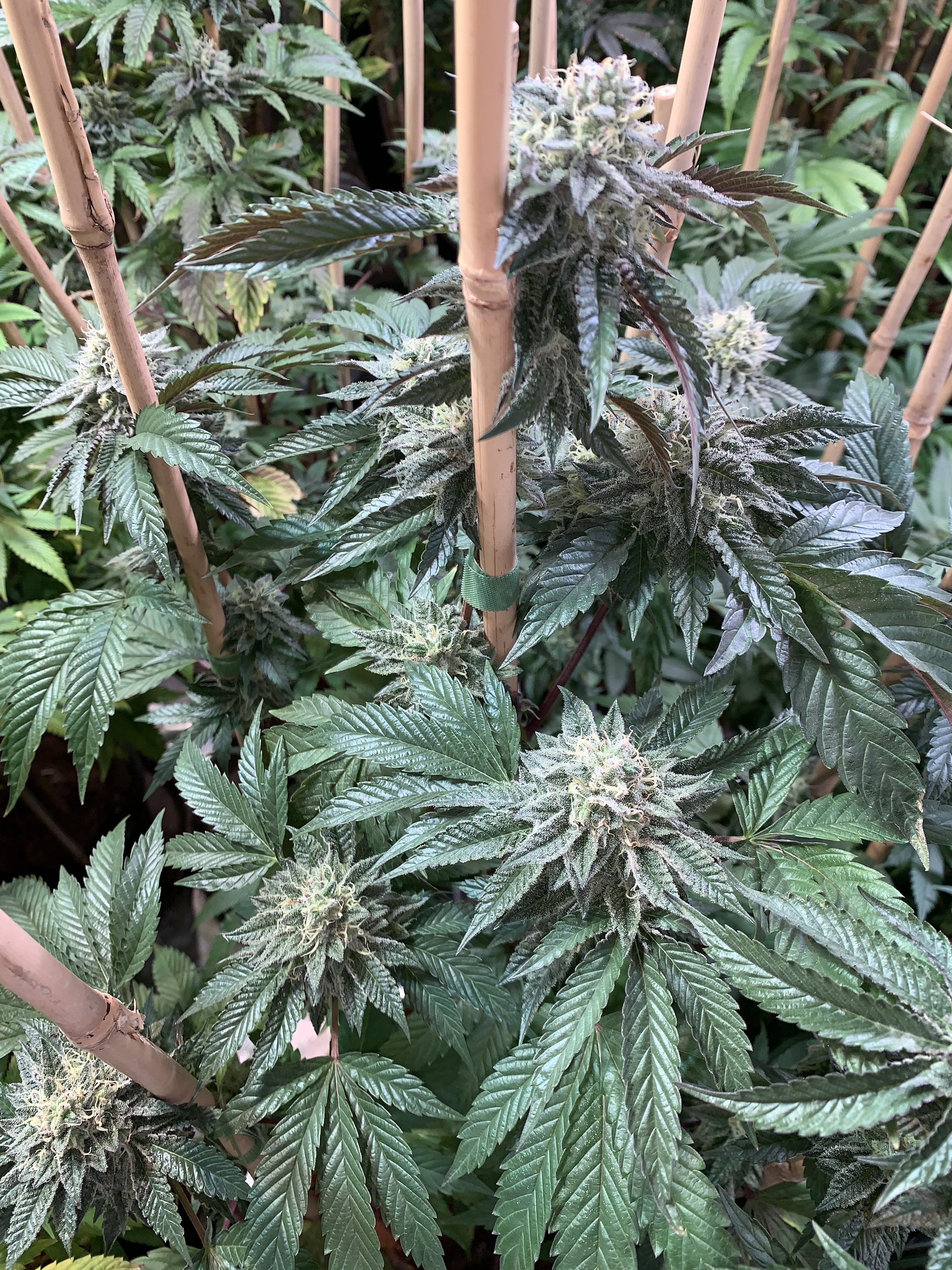 An image of Bubblemint