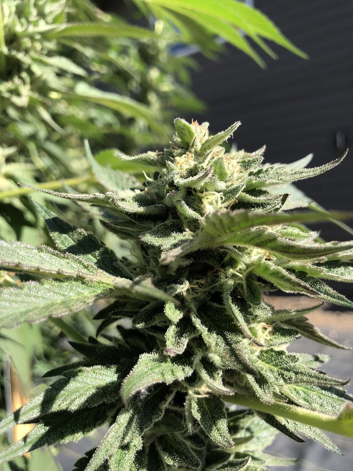 An image of Cherry Hulk
