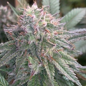 An image of Method OG
