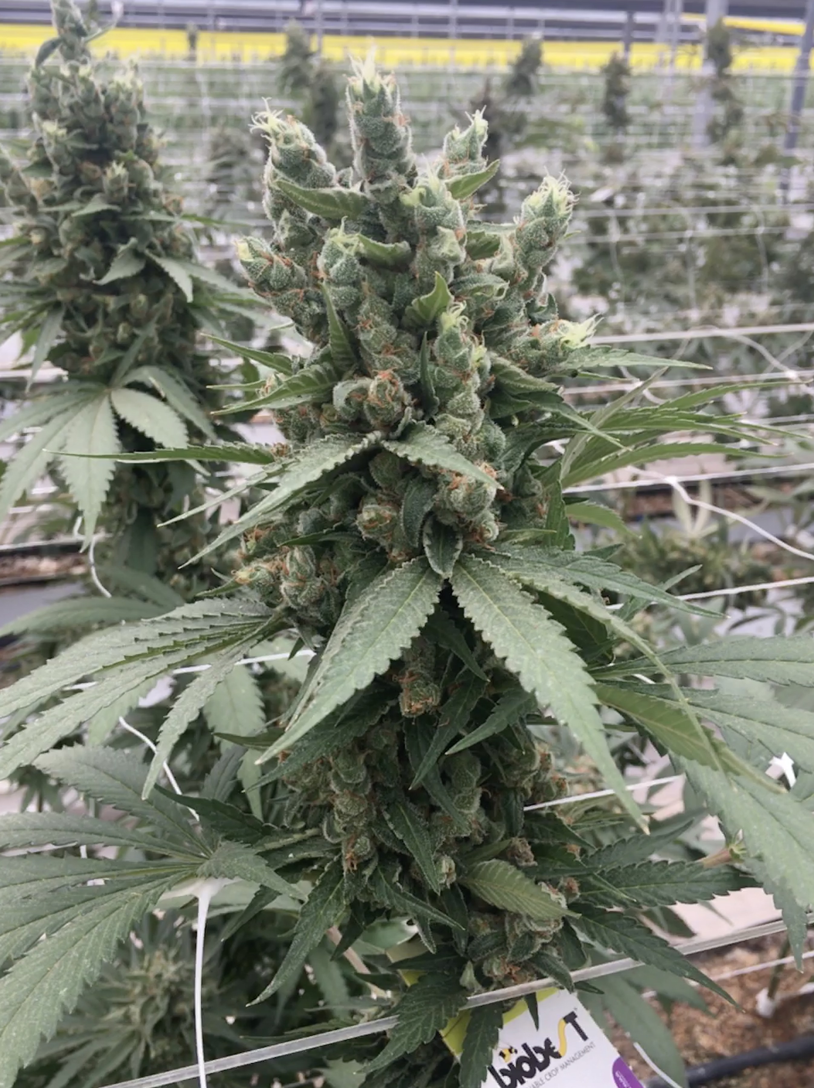 An image of Moonshine Cookies