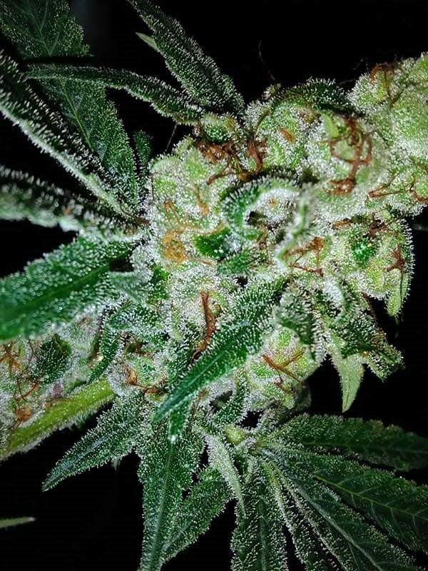 An image of Pink Gorilla