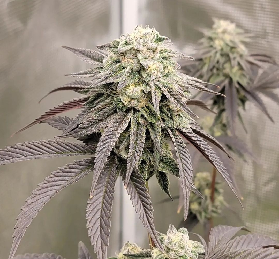 An image of Martianmallow OG