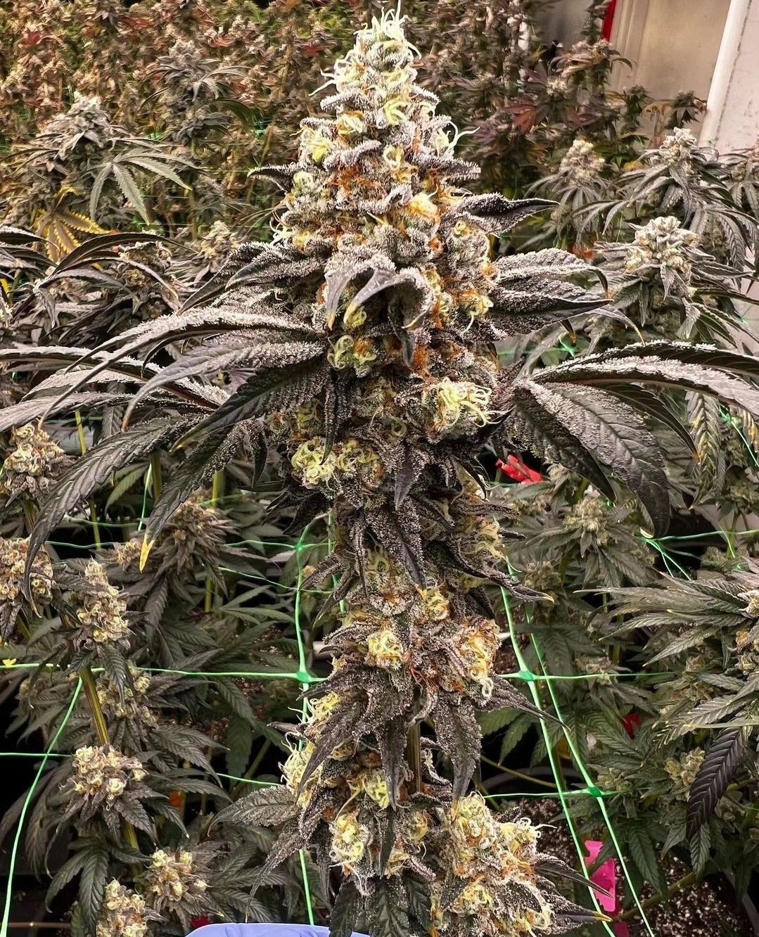 An image of R2 Dank 2