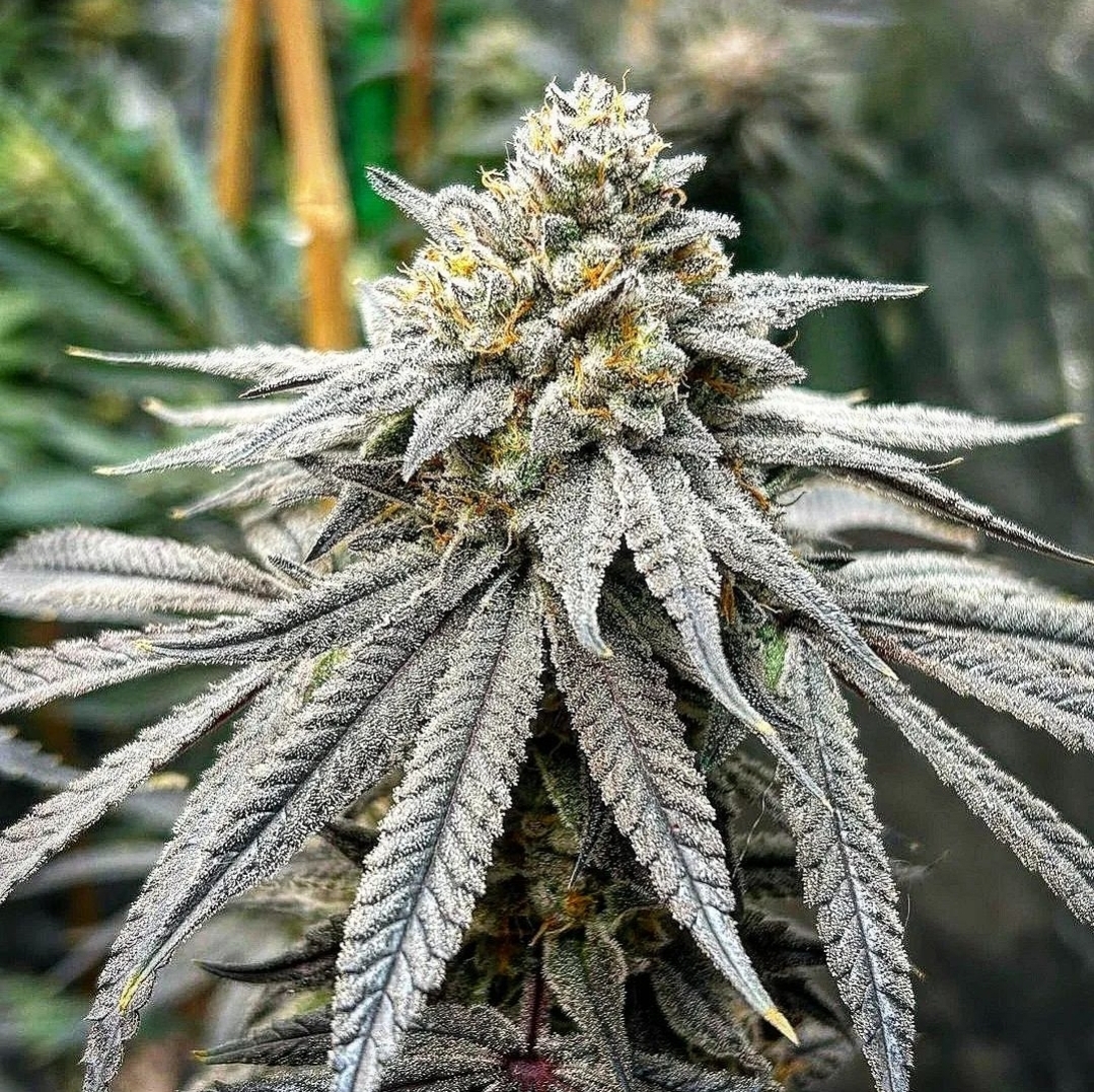 An image of That Good Good