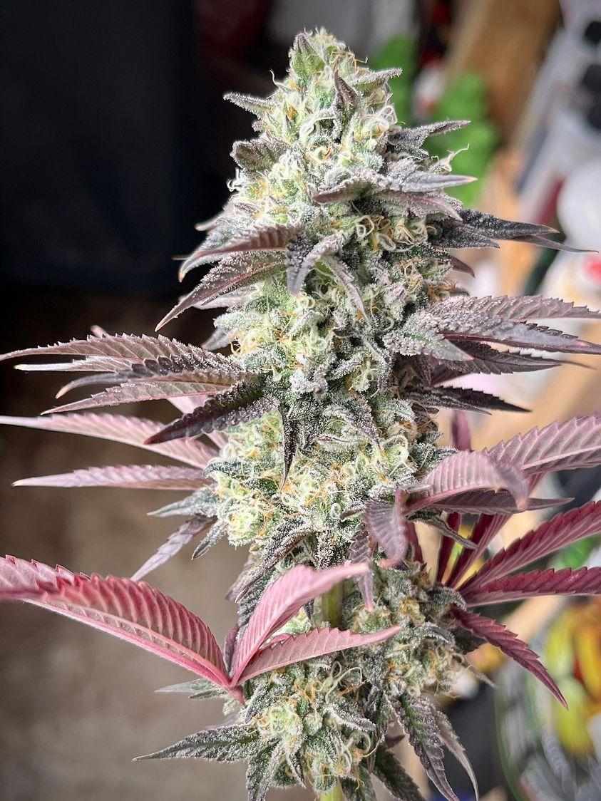 Vaderade (Most Wanted Genetics) :: Cannabis Strain Info