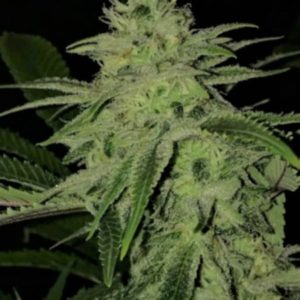 An image of Twisted Lime OG