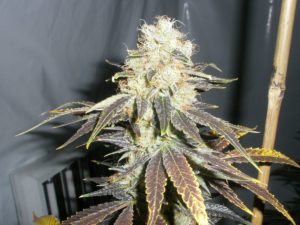 An image of Yzer Kush V2