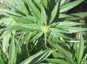 An image of Twitter OG