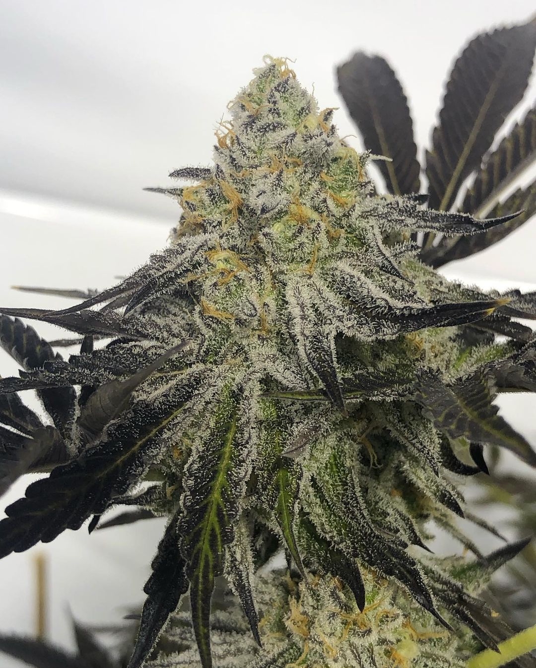 An image of Alien Breath