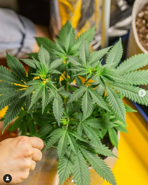 An image of Alien Cookies