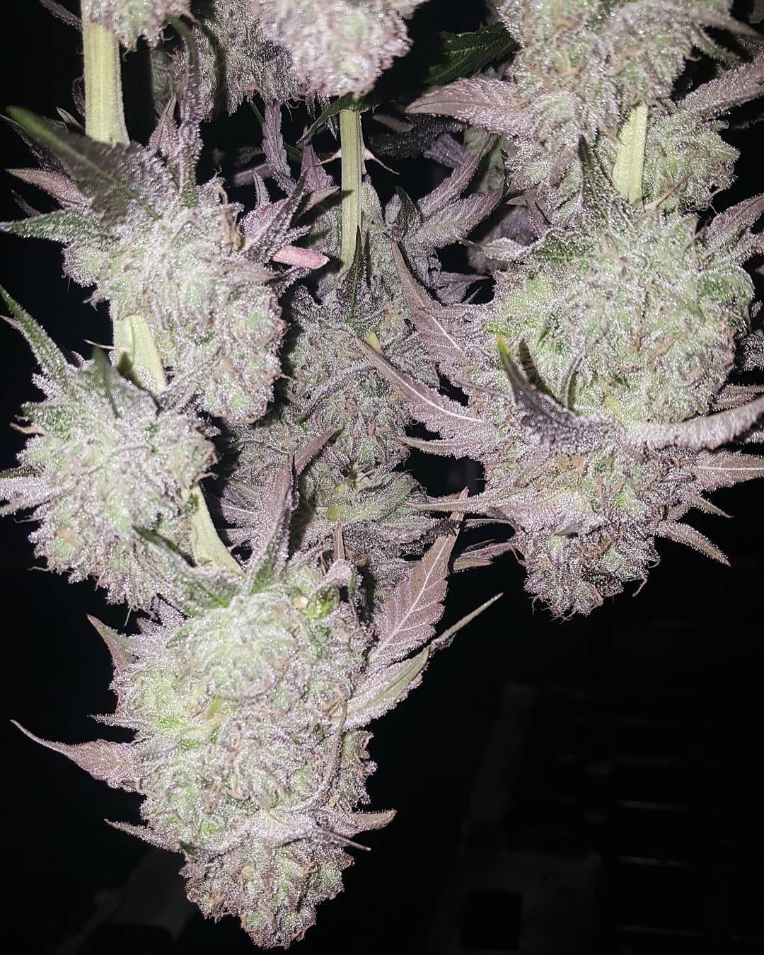 An image of Durban Grape Cookies