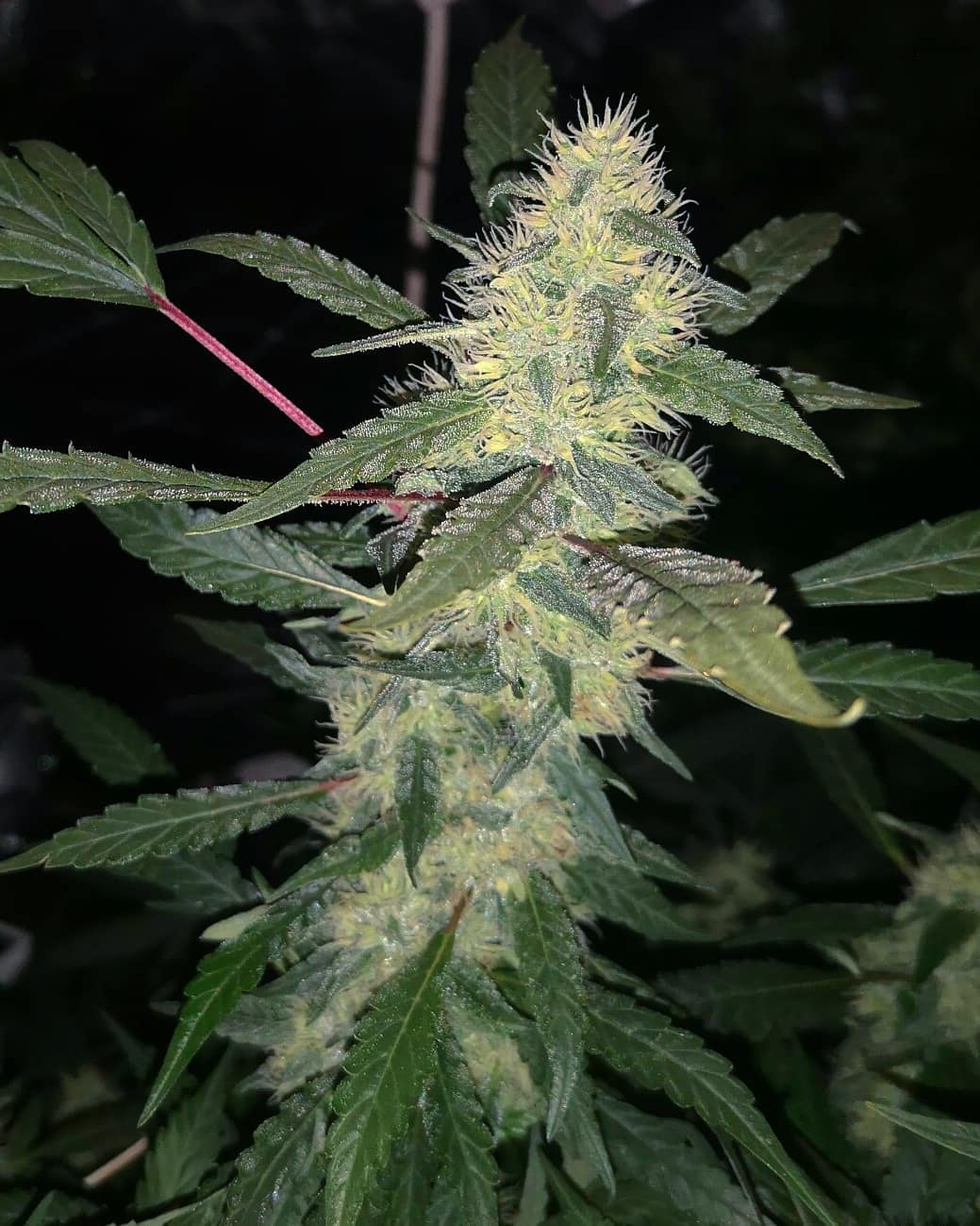 An image of Durban Medical Kush CBD