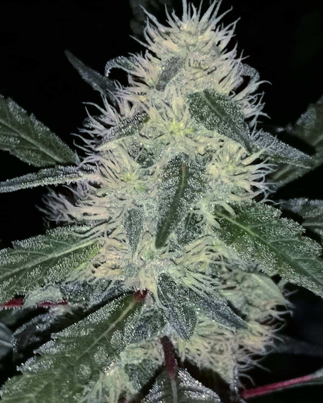 An image of Durban Poison