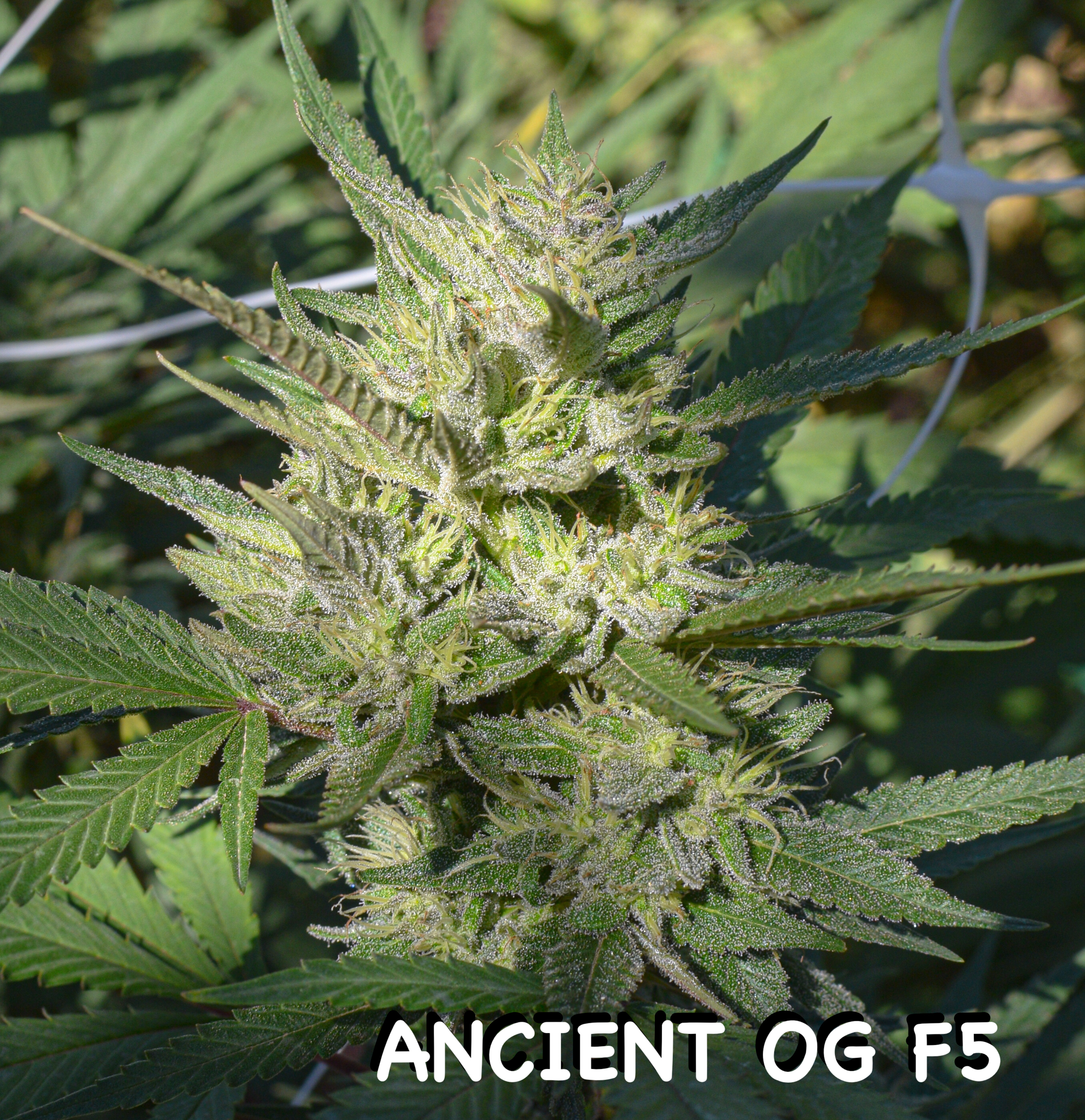 An image of Ancient OG F5