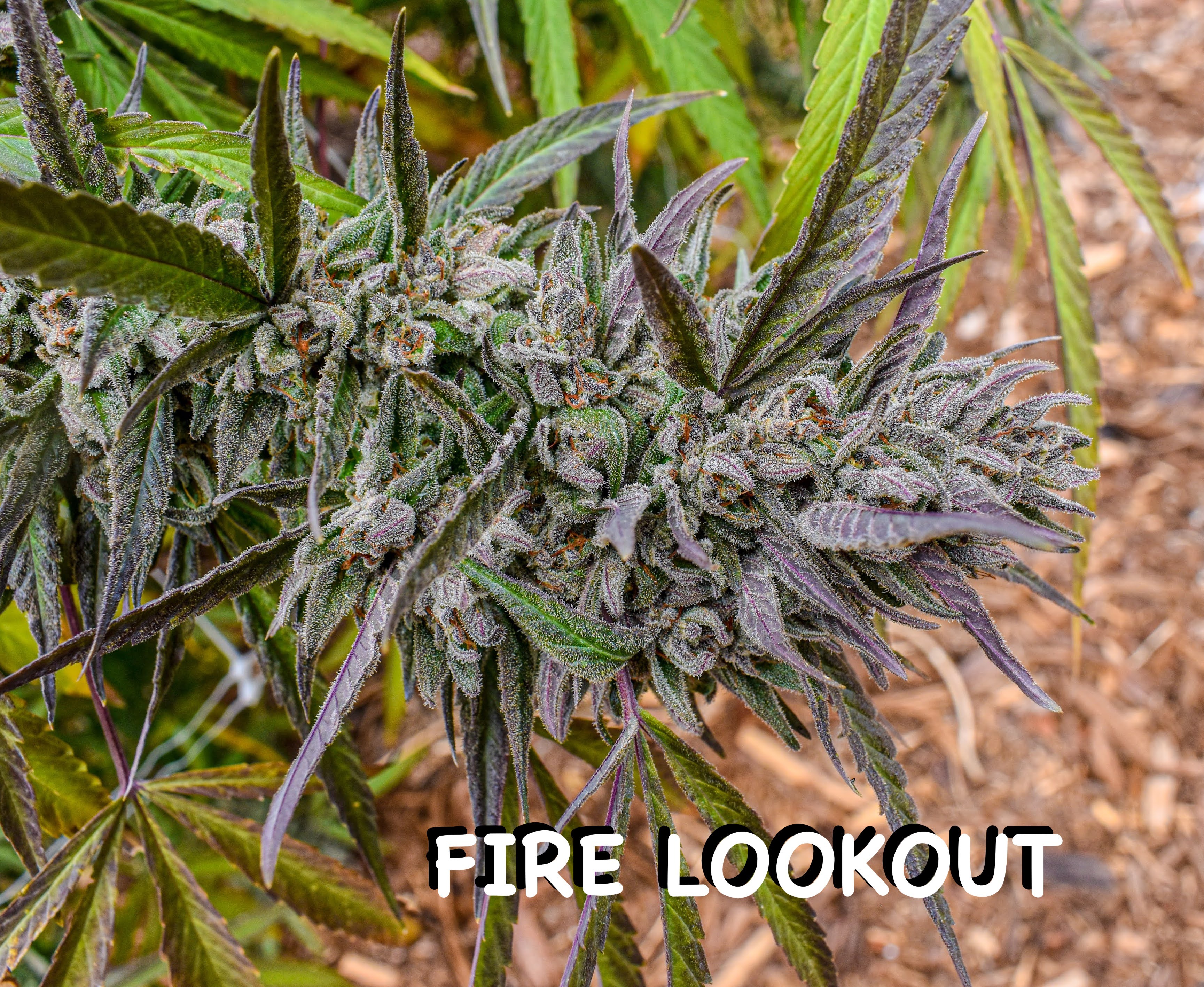 An image of Fire Lookout